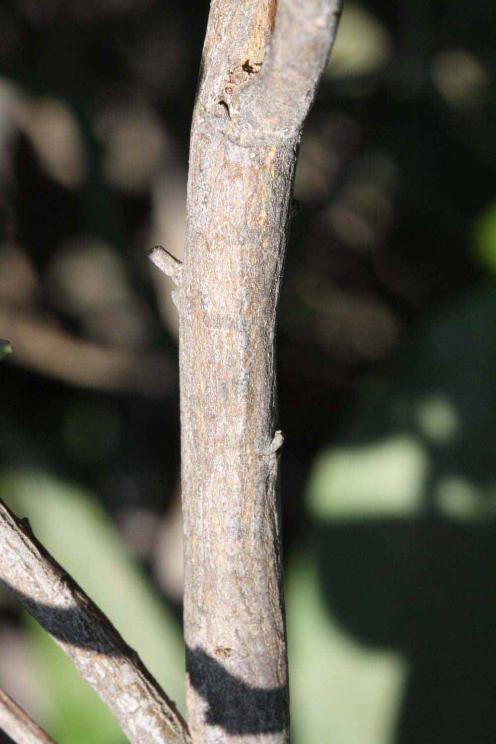            Second - third year twig (Riverside, CA)   